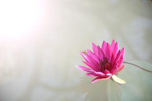 Exclusive Lotus365 Review Review 2026: Bonus, App, Withdrawal Tested